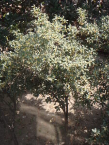 Cream-gold osmanthus flowers on an evergreen tree in Jiangsu