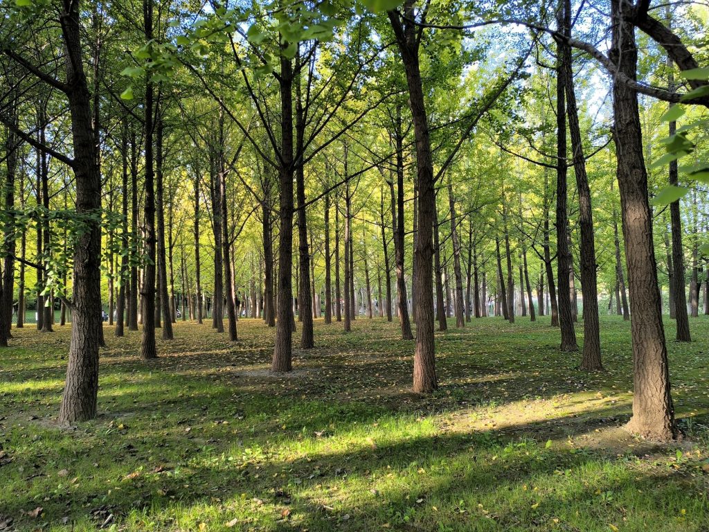 Golden autumn ginkgo forest path in Beijing Olympic Forest Park