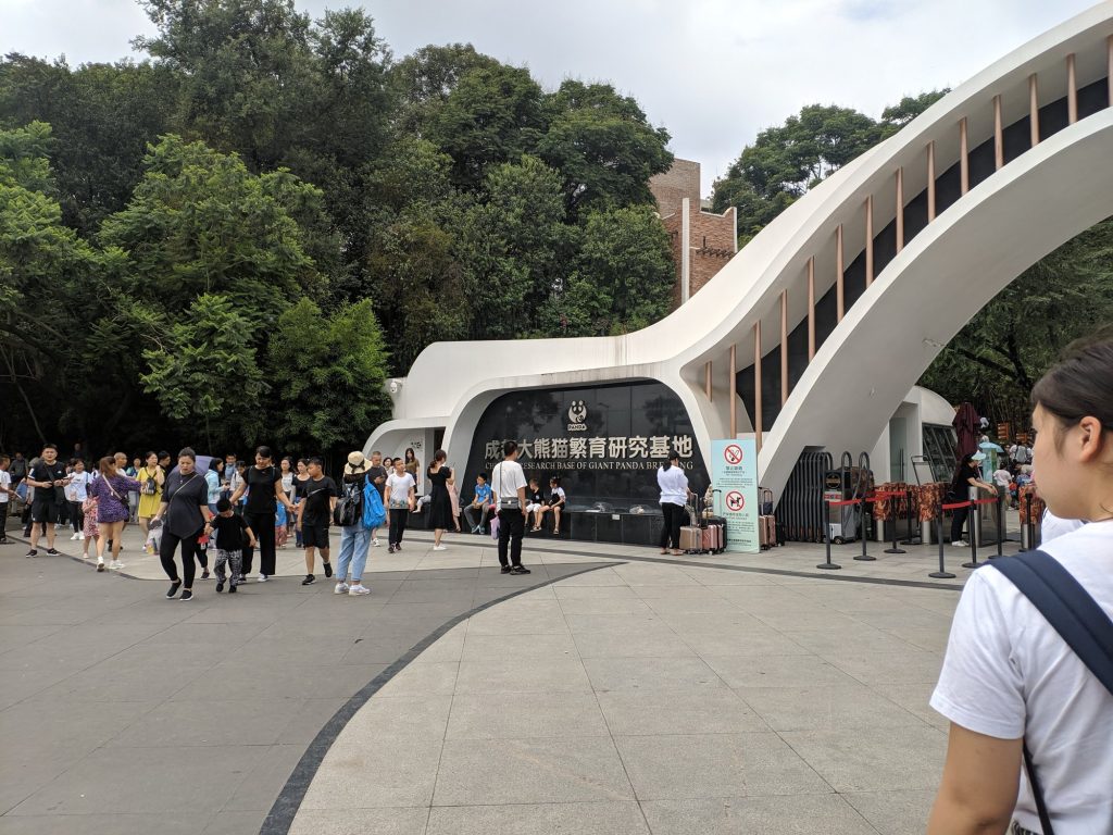 Giant pandas in a wooded enclosure at Chengdu Research Base