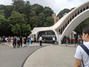 Giant pandas in a wooded enclosure at Chengdu Research Base
