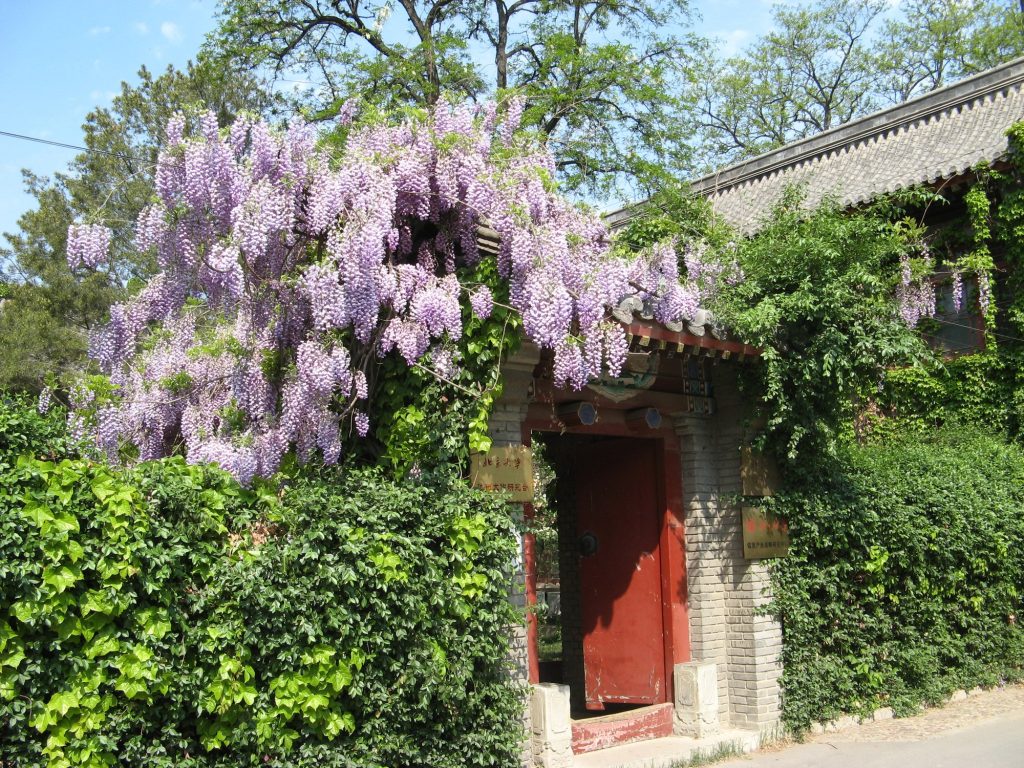Trees and historic buildings in Jingyuan Garden on the Peking University campus.