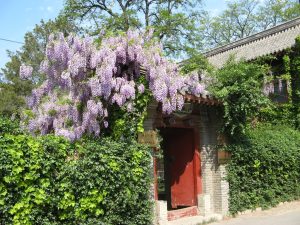 Trees and historic buildings in Jingyuan Garden on the Peking University campus.