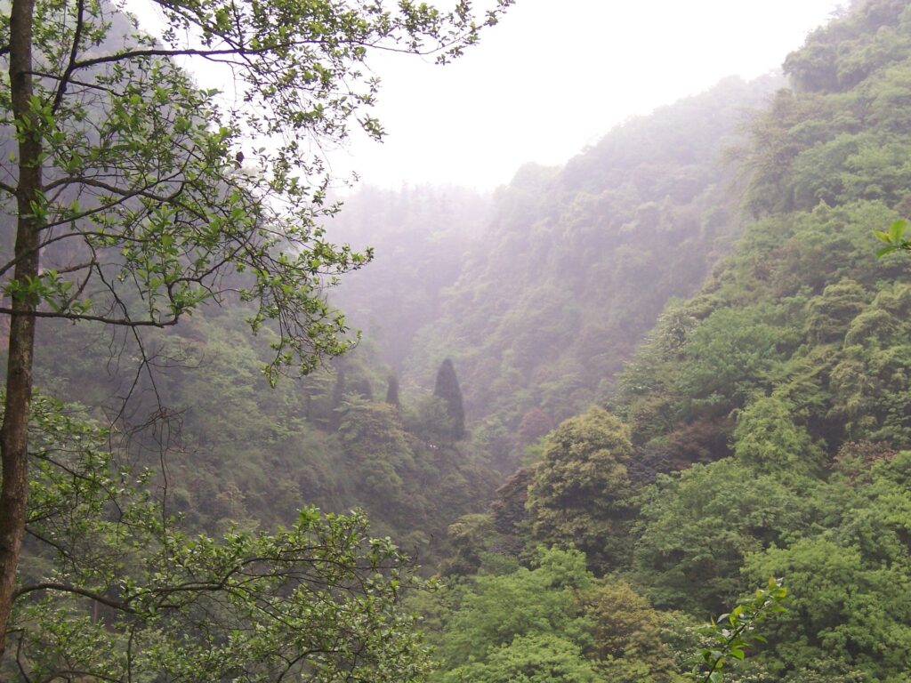 Misty forest landscape on Mount Emei in early autumn light