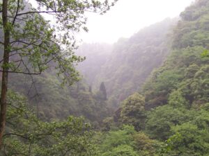 Misty forest landscape on Mount Emei in early autumn light
