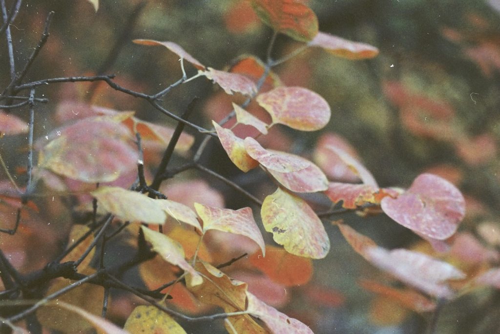How Young Chinese Professionals Spend Autumn Weekends